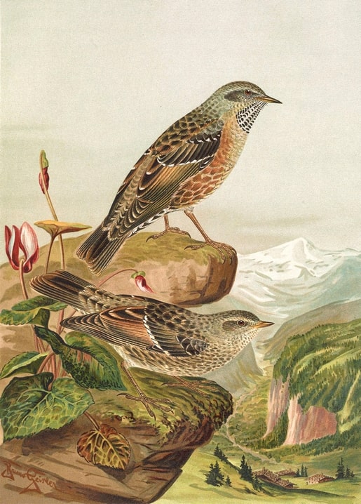 Two Alpine Accentors resting on rocks among pink cyclamen flowers with mountains behind