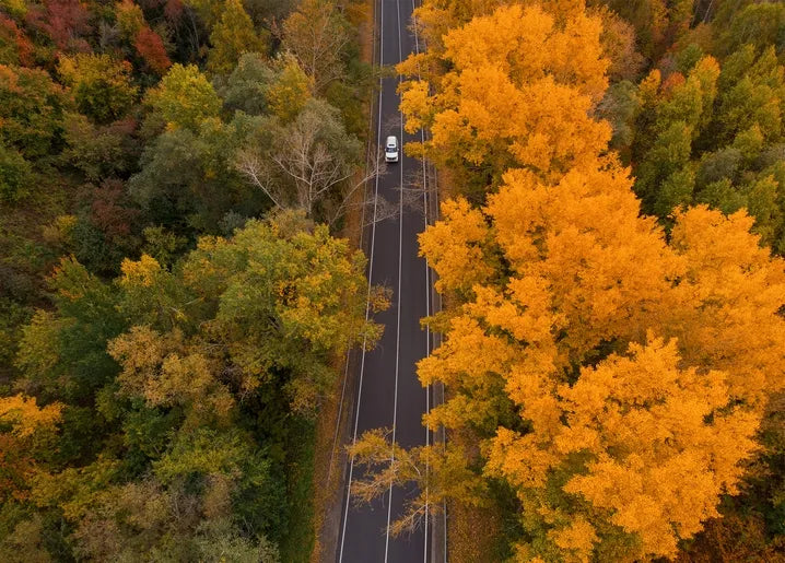 Aerial autumn photo postcard showing a road winding through a golden forest with a single car