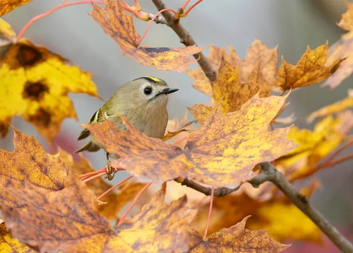 Autumn. The Scent of Cinnamon - Postcard