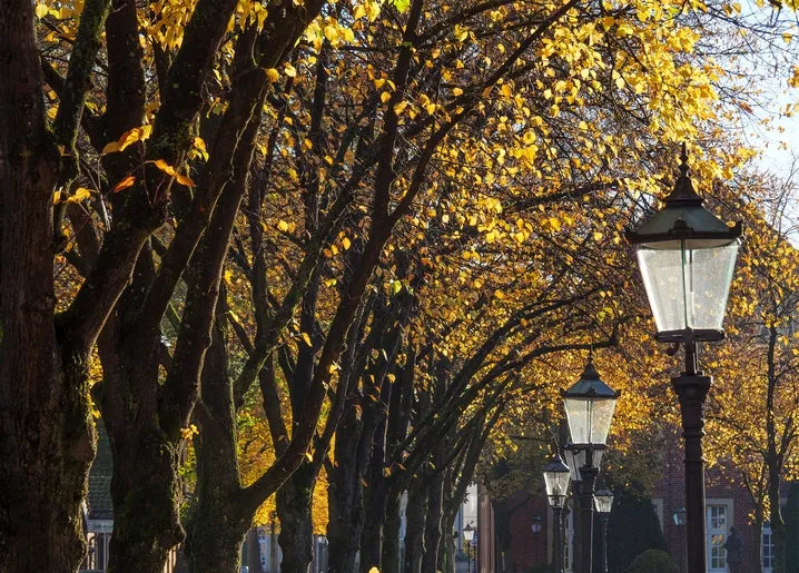 Autumn. The Scent of Cinnamon - Postcard