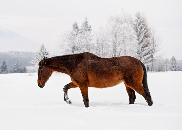 Bay horse walking across a snowy field past frosted pine trees