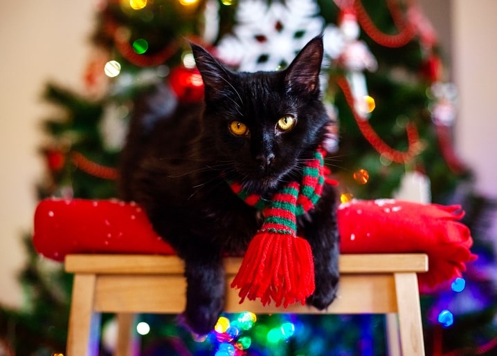 Black cat wearing a red-and-green scarf sitting in front of a Christmas tree