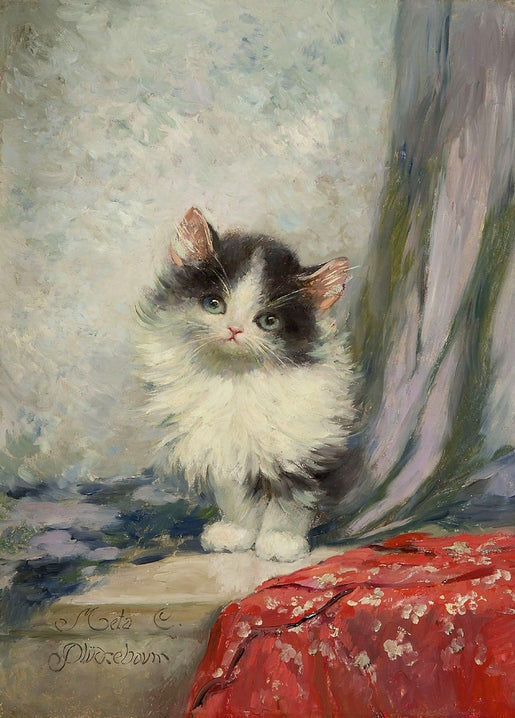 Black-and-white kitten standing on a stone ledge beside red floral cloth