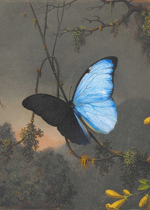 Blauer Morpho-Schmetterling von Martin Johnson Heade auf flechtenbewachsenen Zweigen bei Dämmerung