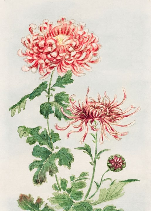 Flowers and plants illustration by Megata Morikaga