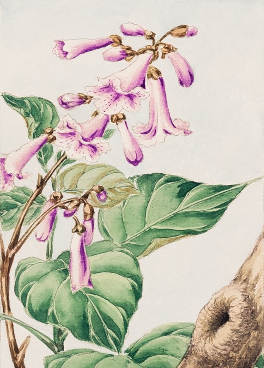 Flowers and plants illustration by Megata Morikaga