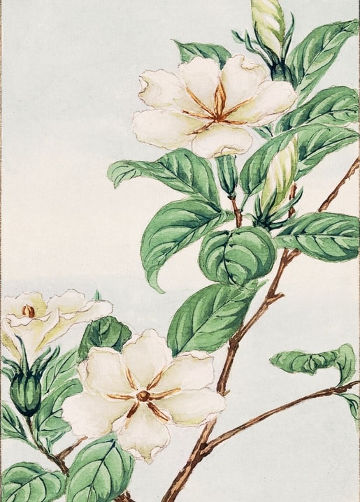 Flowers and plants illustration by Megata Morikaga