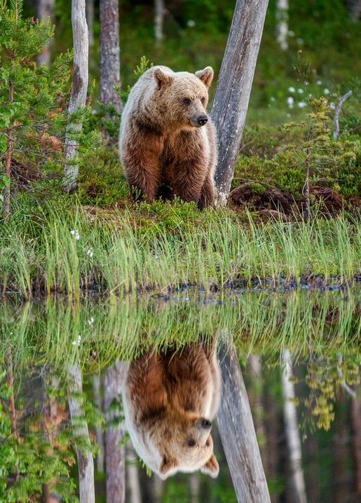 Braunbär am Ufer eines Waldsees mit Spiegelbild im Wasser