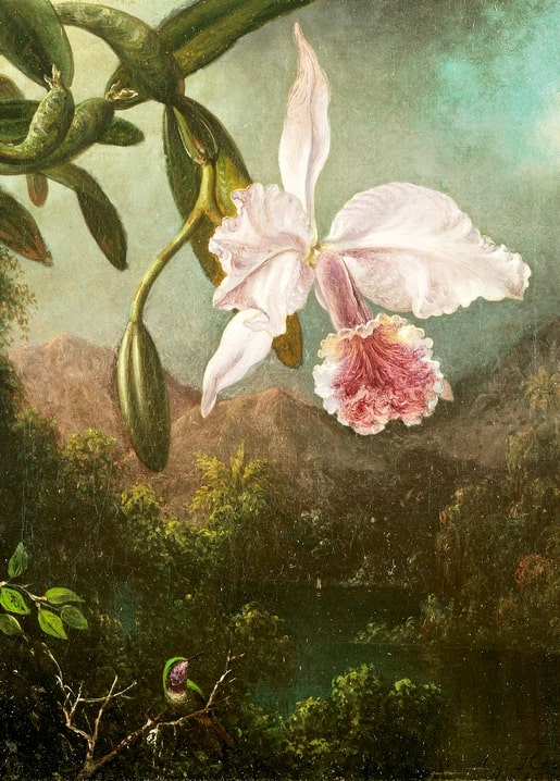 Gemälde von Heade: rosa Cattleya-Orchidee mit Kolibri vor tropischer Bergkulisse
