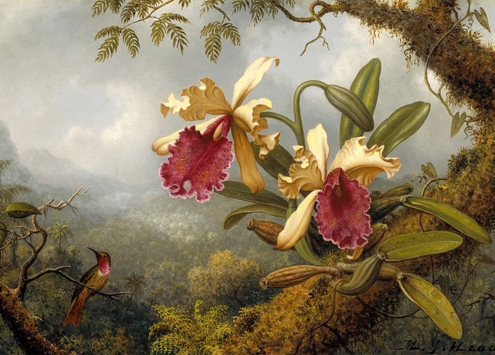 Gemälde von Martin Johnson Heade: zwei cremefarbene Cattleya-Orchideen mit rotem Kolibri, signiert