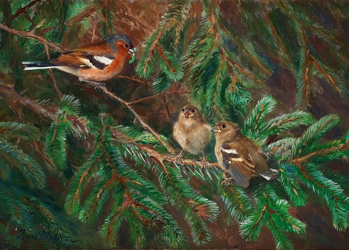 Buchfinkmännchen füttert Jungvögel auf einem Fichtenzweig, Gemälde von Bruno Liljefors.