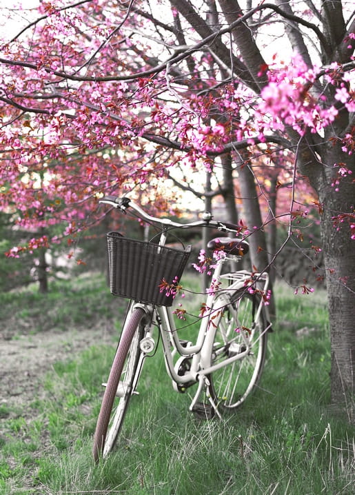 White bicycle with basket parked under blooming pink cherry blossom branches