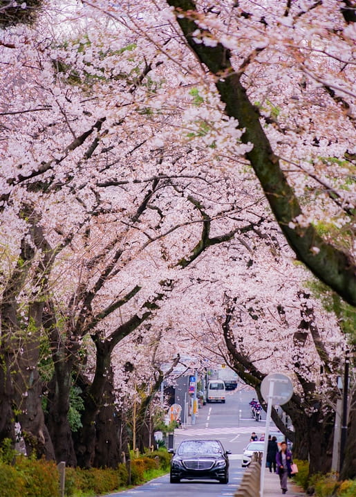 Car driving through a tunnel of blooming cherry blossom trees along a city street