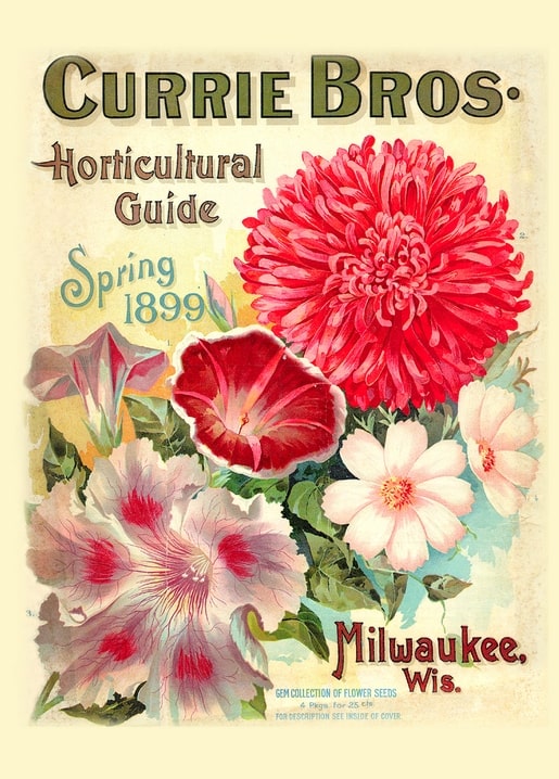 Cover des Currie Bros. Horticultural Guide 1899 mit Chrysantheme, Prunkwinde und Dahlien