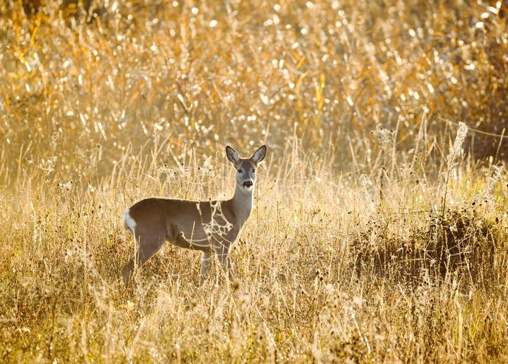 Reh steht im hohen, sonnenbeschienenen goldenen Herbstgras