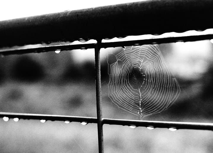 Schwarzweißfoto eines taubedeckten Spinnennetzes zwischen den nassen Streben eines Metallzauns