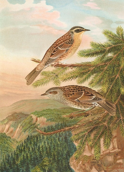 Dunnock and Siberian Accentor perched on a pine branch above a misty mountain valley