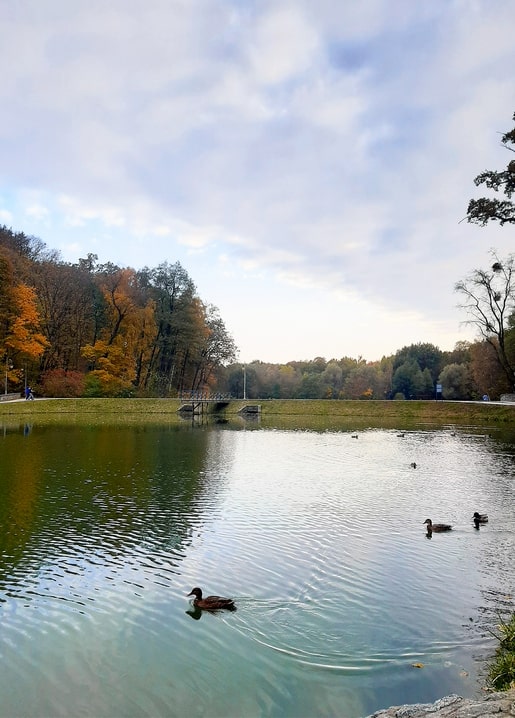Three ducks swimming on Feofania Park's pond in Kyiv, autumn trees reflected in the water