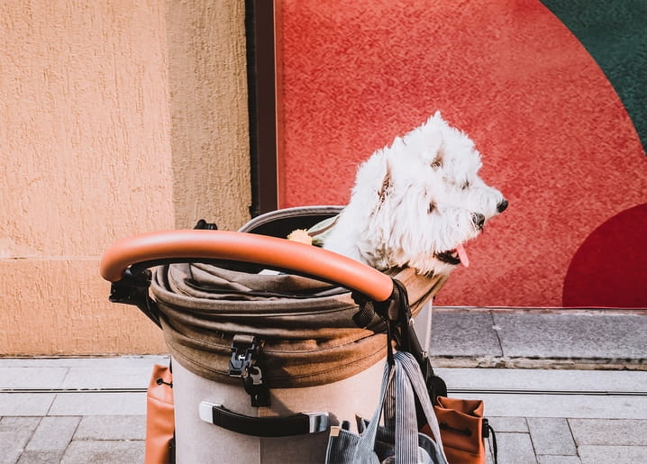 Flauschiger weißer Hund schaut aus einem ledergesäumten Fahrradkorb vor bunter Wand