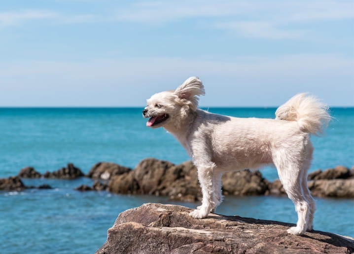 Flauschiger weißer Hund steht auf einem Felsen über türkisfarbenem Meerwasser