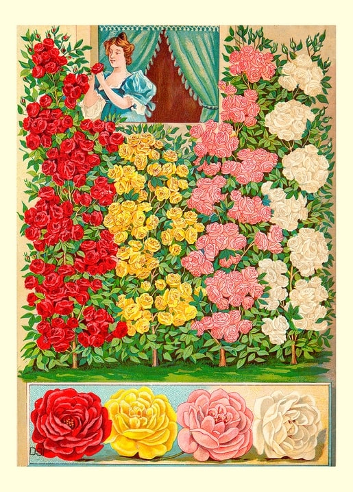 Vintage seed-catalog plate of red, yellow, pink, and white roses with a lady admiring a bloom at a curtained window