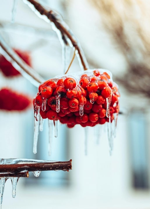 Close-up of red berries encased in ice with icicles hanging from a frosted branch