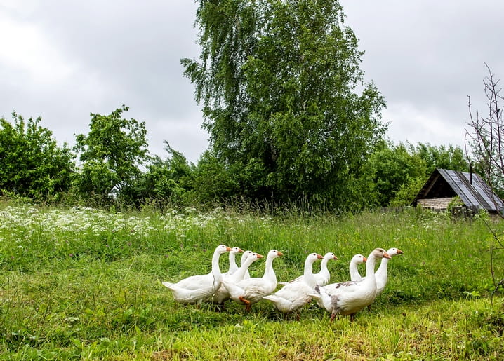 Schar weißer Gänse auf einer grünen Wiese vor einem Holzschuppen und Birken