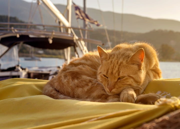 Rote Katze schläft auf gelber Decke an Bord eines Segelboots bei Sonnenuntergang