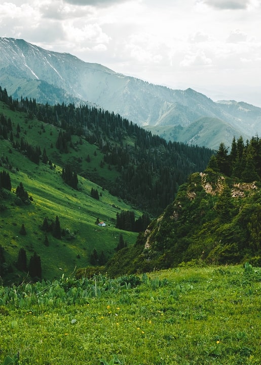 Bewaldete Bergketten und grünes Tal in den Schweizer Alpen