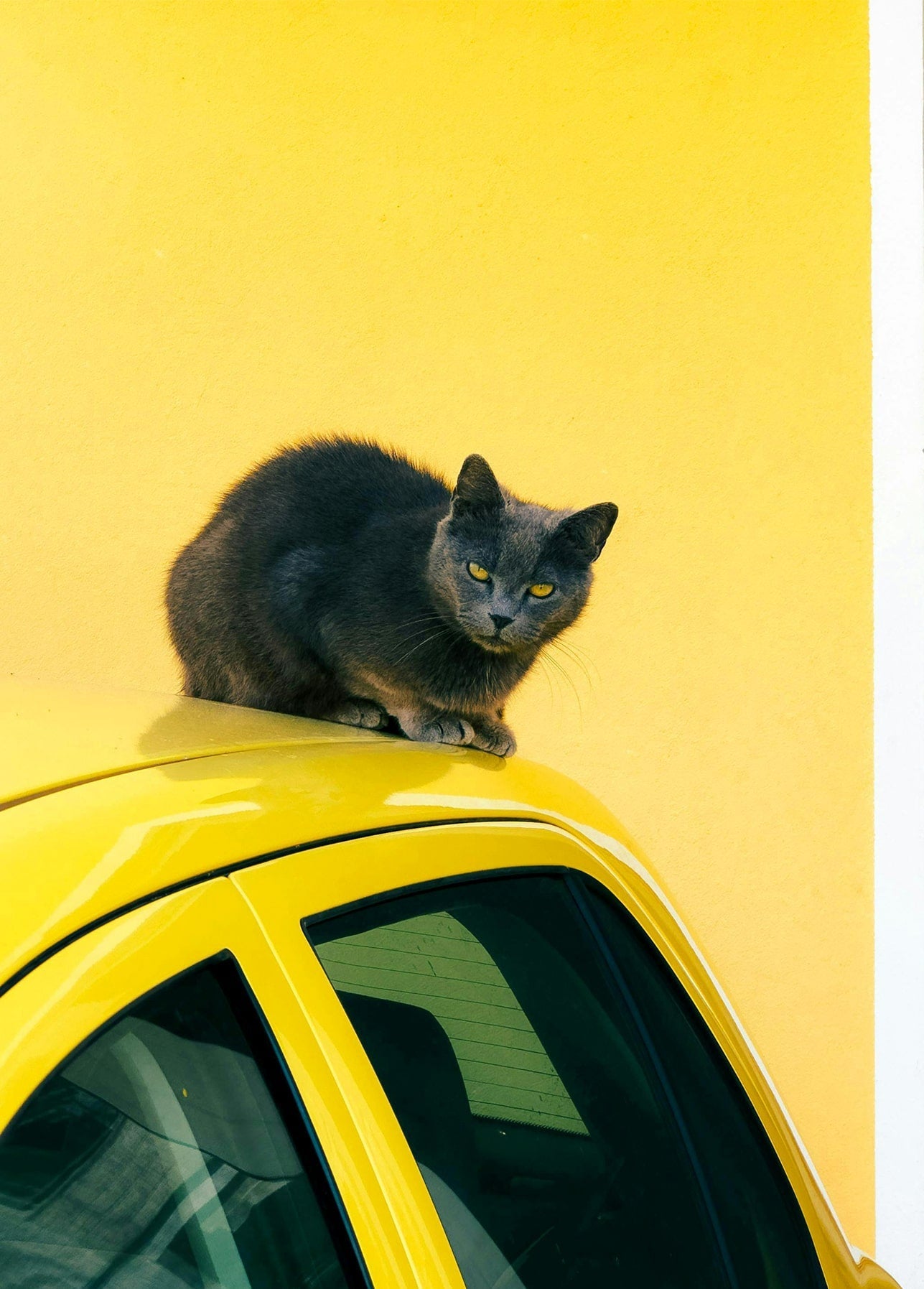 Graue Katze kauert auf dem Dach eines gelben Autos vor gelber Wand