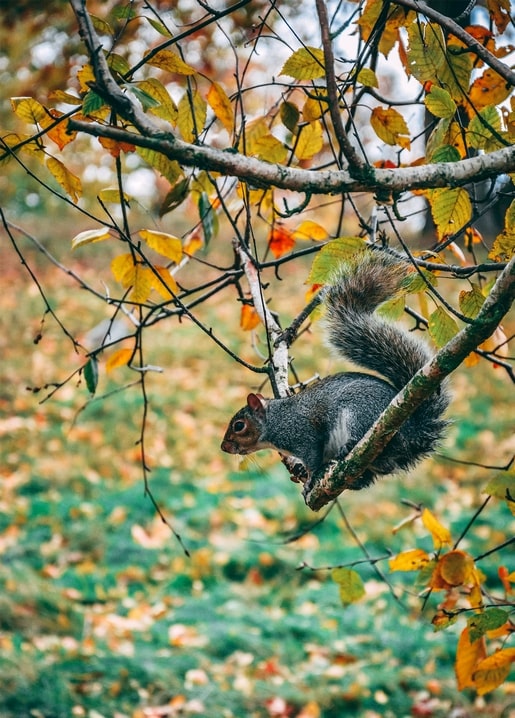 Graues Eichhörnchen auf einem kahlen Ast zwischen goldenem und rostrotem Herbstlaub