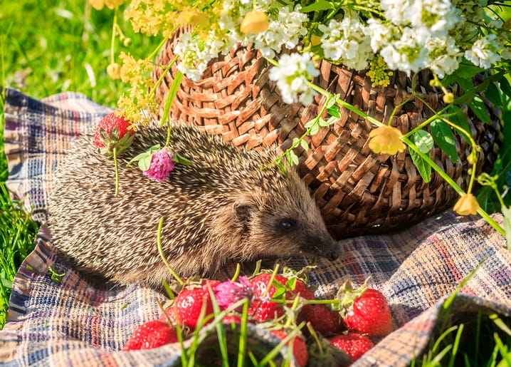 Igel zwischen Erdbeeren und Wildblumen auf einer karierten Picknickdecke