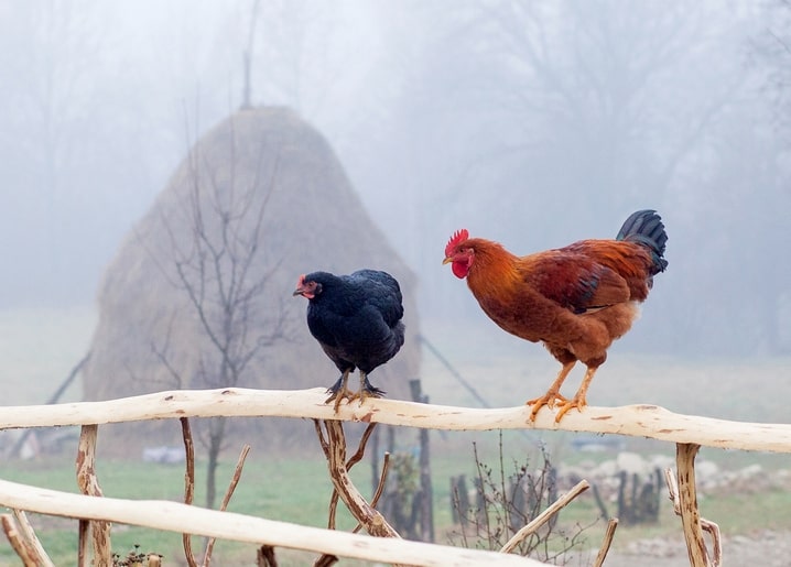 Black hen and rooster perched on a wooden fence in winter fog
