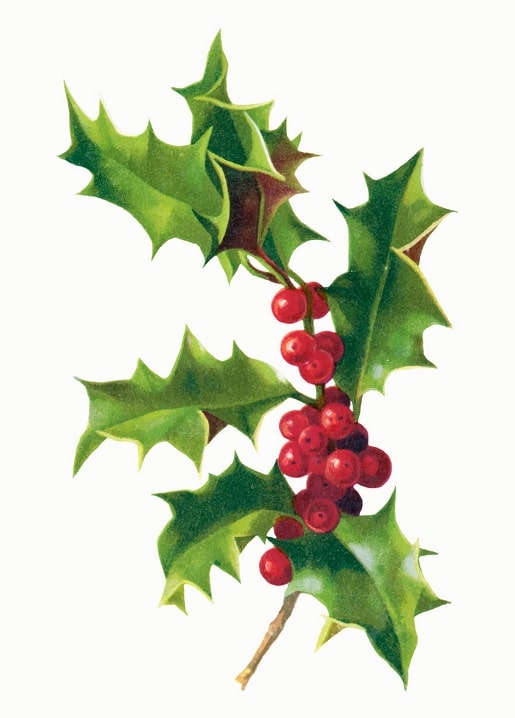 Illustration eines Stechpalmenzweigs mit glänzenden grünen Blättern und roten Beeren auf weißem Hintergrund