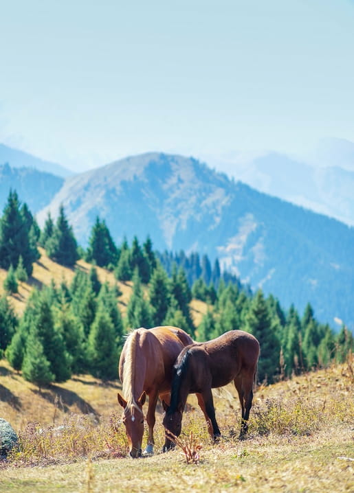 Zwei Pferde grasen auf einem Berghang mit Kiefernwald und Gipfeln im Hintergrund