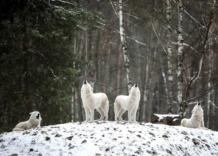 Four white wolves howl atop a snowy hill in a birch and pine forest