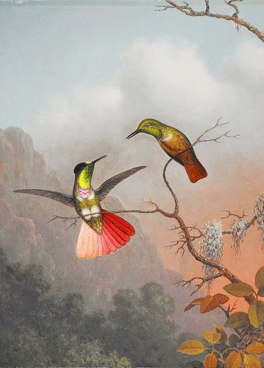 Zwei Kolibris in nebliger Berglandschaft, einer mit gefächertem korallenrosa Schwanz