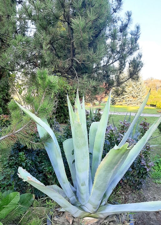 Листівка Парк "Феофанія". Серія Києве мій! / Видавничий дім "Золота Птаха"