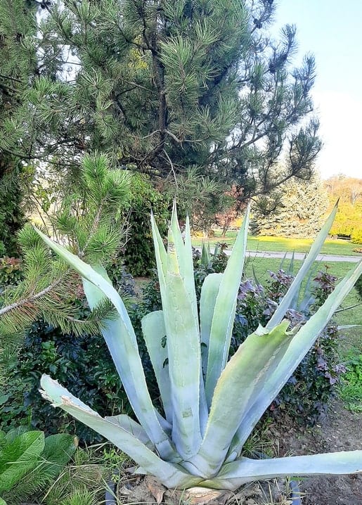 Photographic postcard — Feofania Park Kyiv, tall agave in bloom. My Kyiv! series by Zolota Ptakha