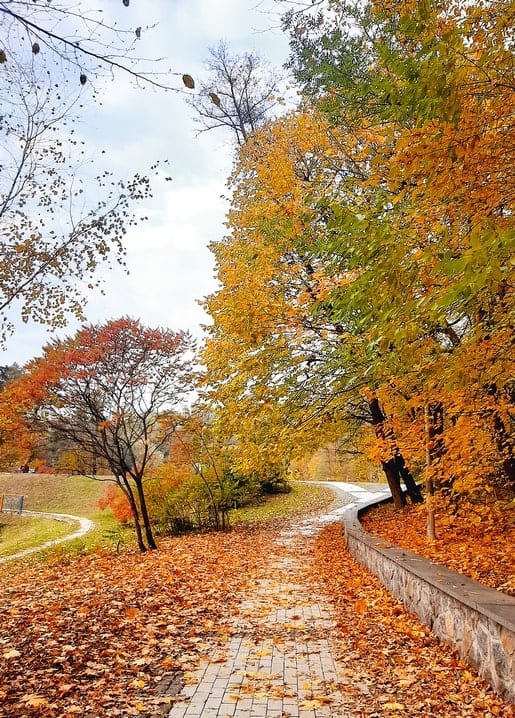 Photographic postcard — Feofania Park Kyiv, maple-lined paved path in autumn colour. My Kyiv! series by Zolota Ptakha