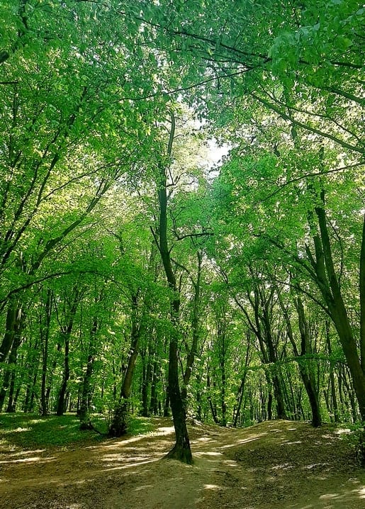 Photographic postcard — Holosiivsky Forest, Kyiv. My Kyiv! series by Zolota Ptakha