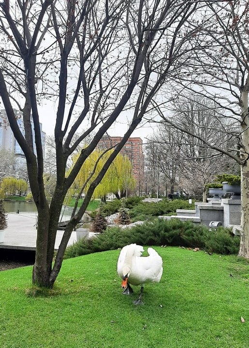 Photographic postcard — VDNG swan pond, Kyiv