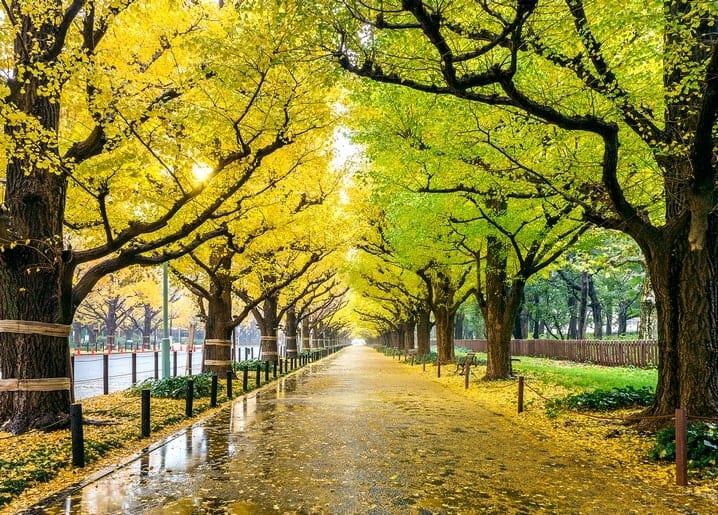 Foto Herbststimmung