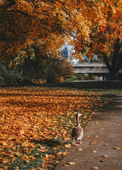 Foto Herbststimmung