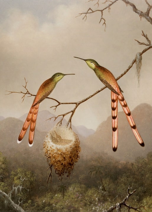 Zwei Langschwanz-Eremitenkolibris an ihrem Nest, Gemälde von Martin Johnson Heade