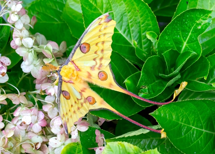 Pale yellow long-tailed moth resting on white hydrangea blossoms and green leaves