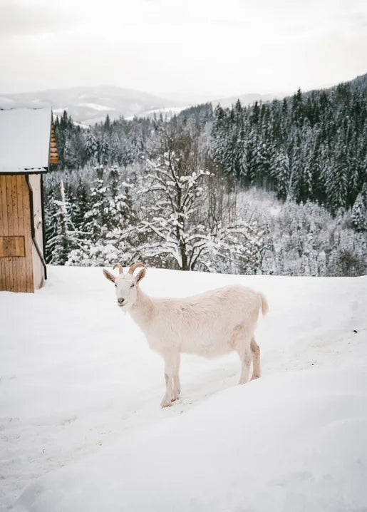 Winter Inspiration - Postcard
