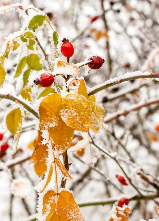 Winter Inspiration - Postcard
