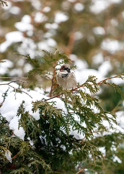Winter Inspiration - Postcard