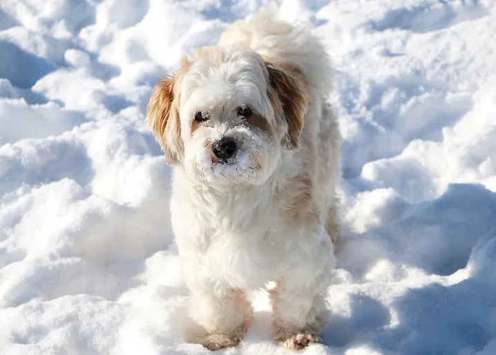 Winter Inspiration - Postcard